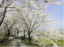 交野高校・南川付近の桜