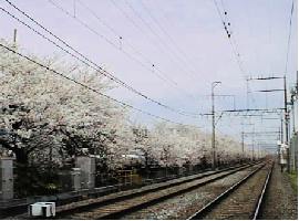 京阪電車・郡津駅北の線路沿いの桜並木・電車から見事な桜が眺められる