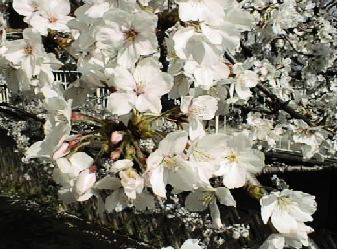 交野高校・南川付近の見事に咲いた桜