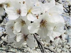 南川に咲いた見事な桜