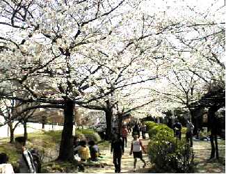 交野八景として広く知られている妙見川原の桜並木