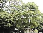 大木が繁る天田神社