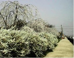 春には、枝垂桜とユキヤナギが咲き乱れ、散歩する市民で賑わっている